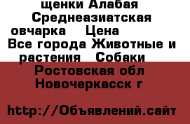 щенки Алабая (Среднеазиатская овчарка) › Цена ­ 15 000 - Все города Животные и растения » Собаки   . Ростовская обл.,Новочеркасск г.